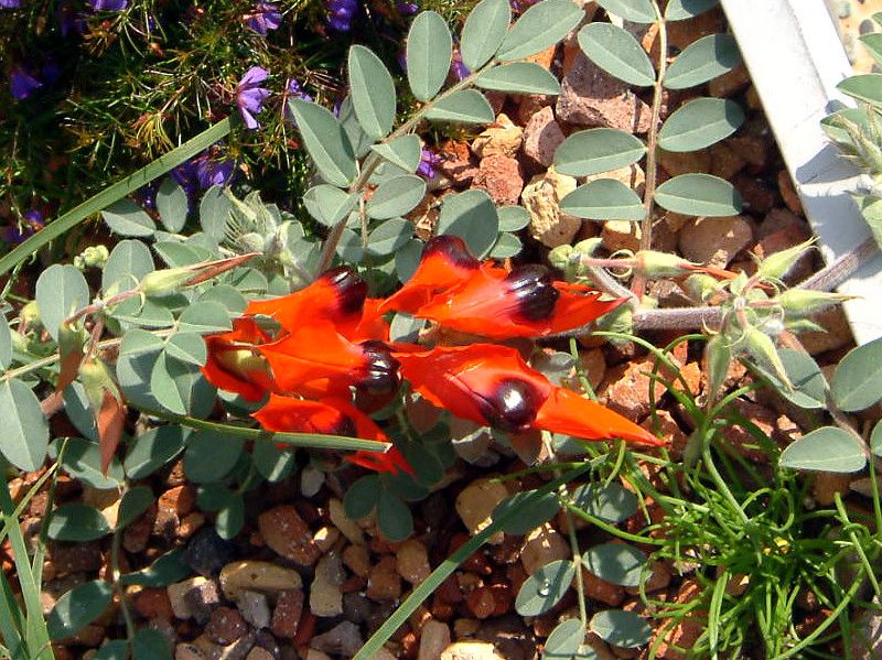 100_desert pea1_large